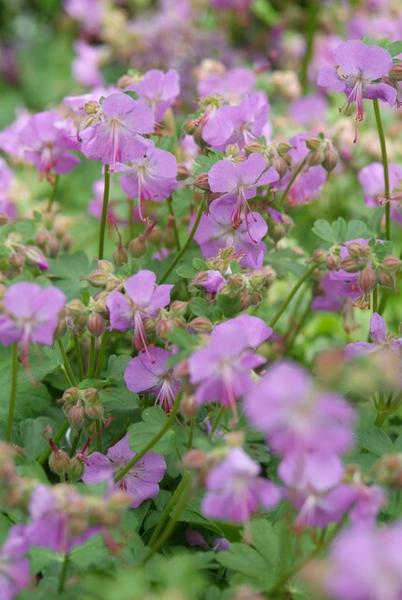 Cambridge Storchschnabel - Geranium cant. 'Cambridge' - ↕10-25cm - Ø9cm - 12x