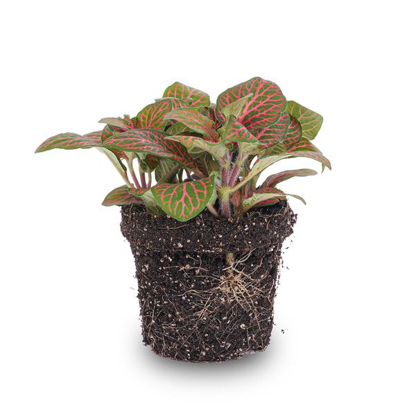 Mosaikpflanze - Fittonia red - Mosaic plant - Topfgröße 8