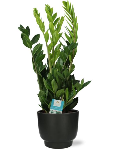 Smaragdpalme - Zamioculcas Zamiifolia - Ø17cm - ↕65cm + Potenza Pot D17,5x15cm - Topf Schwarz