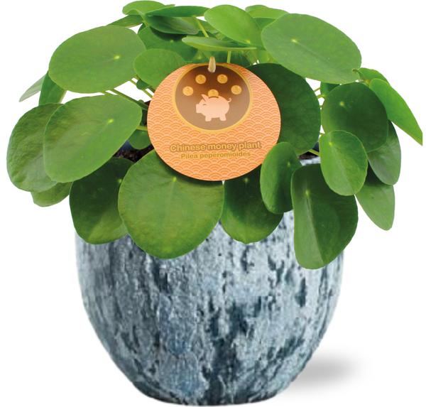 Chinesischer Geldbaum - Pilea Peperomioides - Ø15cm - ↕30cm + Sem Pot D16x14cm - Topf Blau