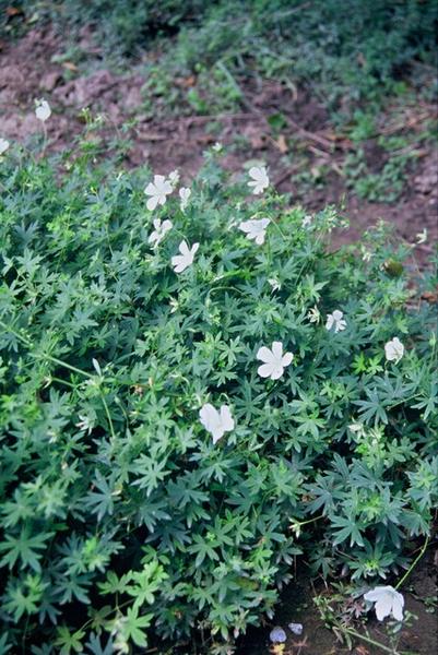 Schneestorchschnabel Album - Geranium sang. 'Album' - ↕10-25cm - Ø9cm - 12x