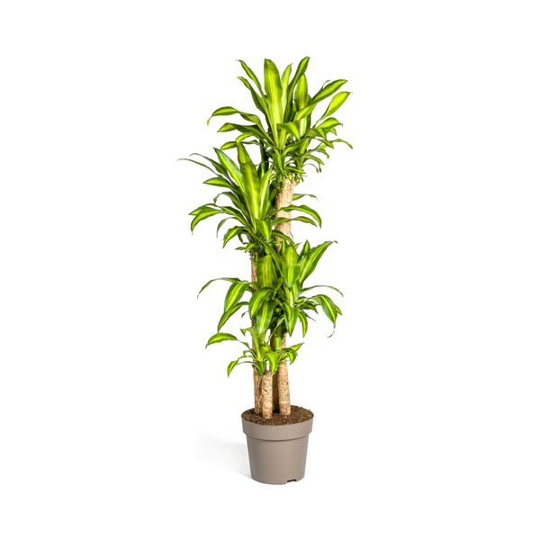 Drachenbaum - Dracaena Fragrans Massangeana Ø30cm - ↕180cm