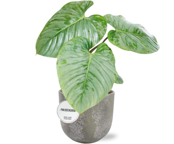 Baumfreund - Philodendron Sodiroi - Ø15cm - ↕45cm + Natan Pot D17x15cm - Topf Grau