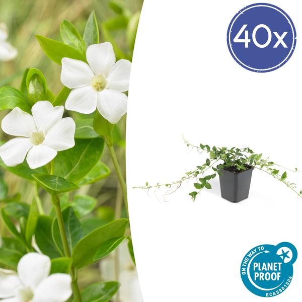 Kleines weißes Immergrün - Vinca minor 'Alba' - ↕10-25cm - Ø9cm 40 Stück