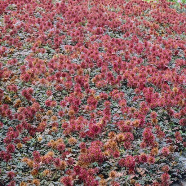 Kupferteppich Stachelnüsschen - Acaena microphylla - ↕10-25cm - Ø9cm 20 Stück