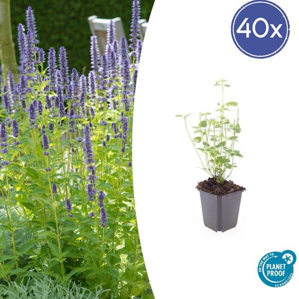 Duftnessel - Agastache 'Black Adder' - ↕10-25cm - Ø9cm - 40x