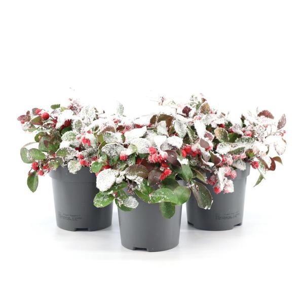 Wintergrün Big Berry - Gaultheria Pr. 'Big Berry' + Snow - Ø10cm - ↕15cm    3 Stück mit Schnee