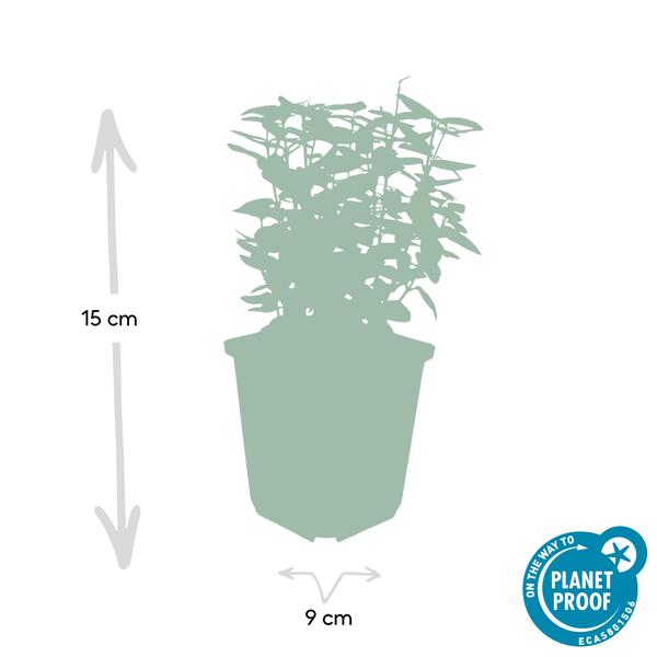 Goldbunte Kriechspindel - Euonymus fortunei Emerald n Gold - ↕10-25cm - Ø9cm 12 Stück