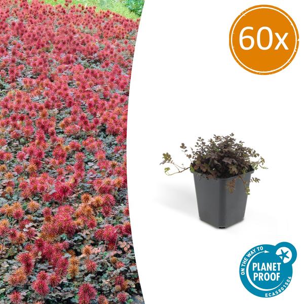 Kupferteppich Stachelnüsschen - Acaena microphylla - ↕10-25cm - Ø9cm 60 Stück