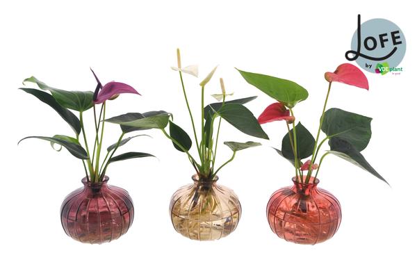 Anthurien Mix im Glas - Anthurium Mix in Nela 3 Farben - Ø12cm - ↕30cm    3 Stück