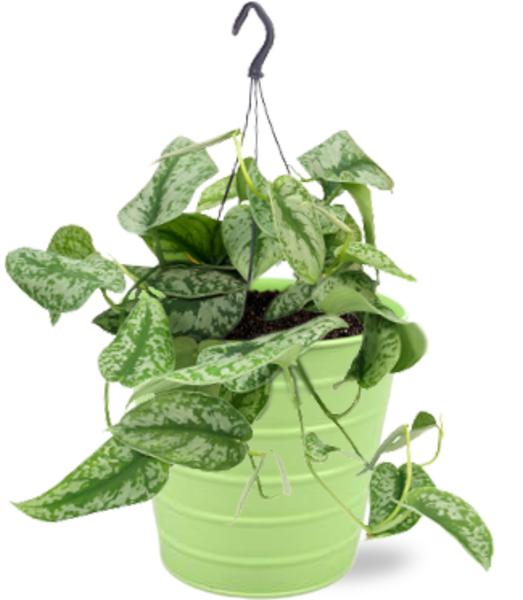 Efeutute - Scindapsus Pictus Trebie - Ø15cm - ↕25cm + Bodhi Pot D16x15cm - Topf Grün