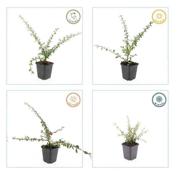 Zwergmispel - Cotoneaster suec. 'Coral Beauty' - ↕10-25cm - Ø9cm 60 Stück