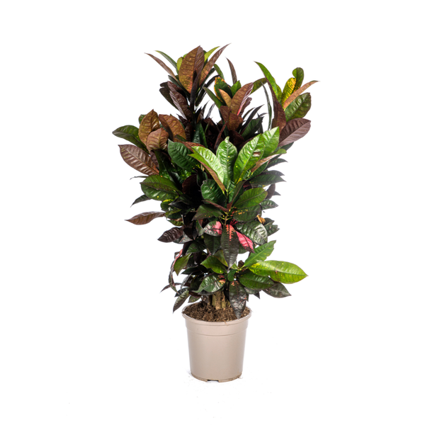 Wunderstrauch Iceton - Codiaeum 'Croton' Iceton Ø24cm - ↕90-100cm