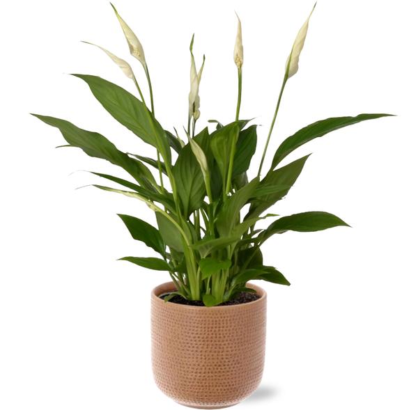 Friedenslilie - Spathiphyllum Bingo Cupido - Ø12cm - ↕45cm + Aresso Pot D13x12,5cm - Topf Braun