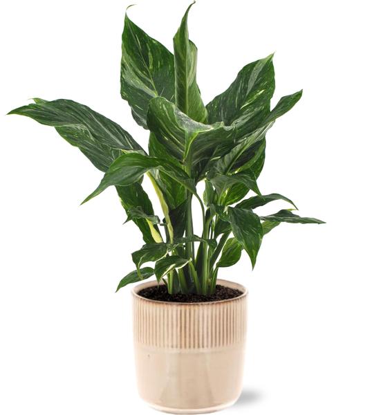 Friedenslilie - Spathiphyllum Diamond - Ø12cm - ↕40cm + Terni Pot D13,5x13cm - Topf Rosa