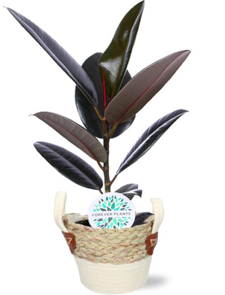 Gummibaum - Ficus Elastica Abidjan - Ø17cm - ↕60cm + Lily Pot D18x16cm - Topf Weiß