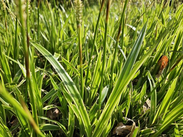 Ziergras - Carex morrowii 'Aureovariegata'  - ↕10-25cm - Ø9cm - 12x