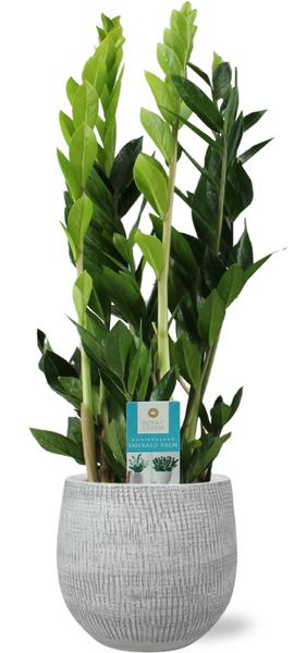 Smaragdpalme - Zamioculcas Zamiifolia -  Ø17cm - ↕70cm + Ryan Pot D18x16cm - Topf Weiß