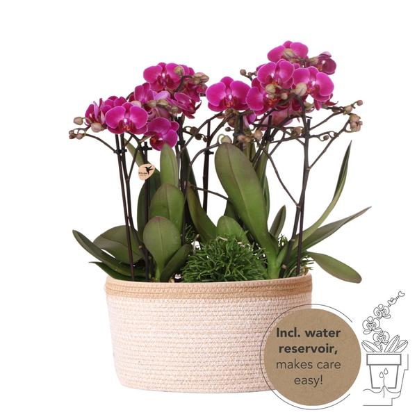 Orchideen Set - lila Pflanzenset im Baumwollkorb inkl. Wassertank 3 lila Orchideen Morelia 9cm und drei Rhipsalispflanzen Dschungelstrauß lila mit autarkem Wassertank