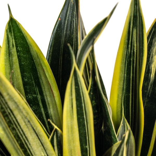 Schwiegermutterzunge - Sansevieria Trifasciata Canary Ø17cm - ↕50-55cm