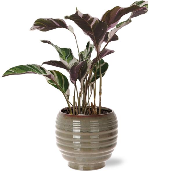 Gebetspflanze - Calathea Fusion White Basic - Korbmarante - Ø14cm - ↕40cm + Dalmine Pot D15x14cm - Topf Grau