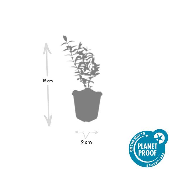 Johanniskraut - Hypericum 'Hidcote' - ↕10-25cm - Ø9cm - 40x