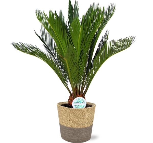 Japanischer Palmfarn - Cycas Revoluta - Ø17cm - ↕70cm + Ruby Pot D19x18cm - Topf Grau