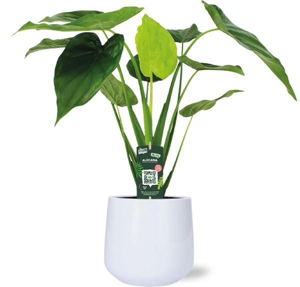 Zwergelefantenohr - Alocasia Cucullata - Ø19cm - ↕55cm + Puglia Pot D21/23,5x21cm - Topf Weiß