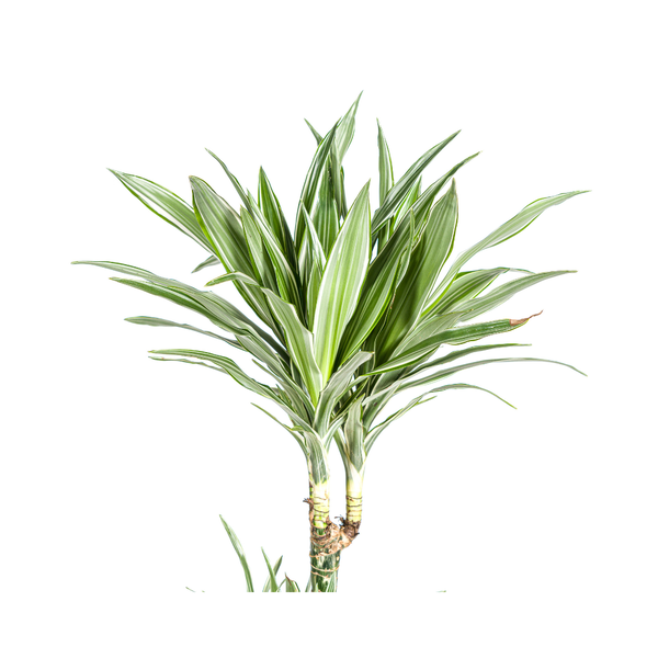 Drachenbaum - Dracaena Deremensis White Stripe Ø27cm - ↕180cm