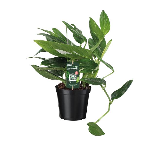 Baumfreund - Philodendron Cobra Büschel- Ø17cm - ↕50cm