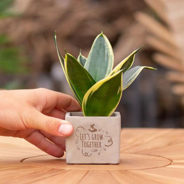 Geschenkgruß - Congreetz® plantpots + Sansevieria | Let's grow together