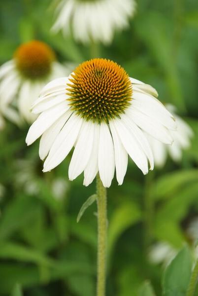 Scheinsonnenhut White Swan - Echinacea p. 'White Swan' - ↕10-25cm - Ø9cm - 6x