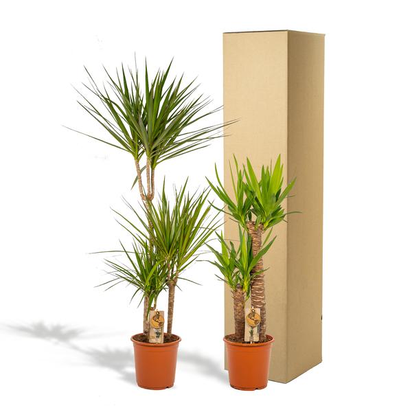 Palmen Mix - Dracaena -↨120cm - Ø21cm + Yucca - ↨100cm - Ø21cm