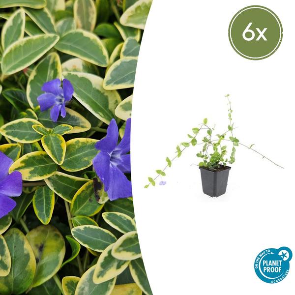 Kleines Immergrün - Vinca minor 'Blue and Gold' - ↕10-25cm - Ø9cm - 6x