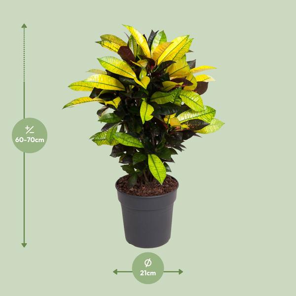 Wunderstrauch - Codiaeum Variegatum Mrs Iceton - Ø21cm - ↕70cm