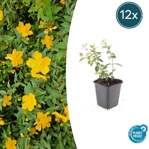 Johanniskraut - Hypericum dummeri 'Peter Dummer' - ↕10-25cm - Ø9cm - 12x