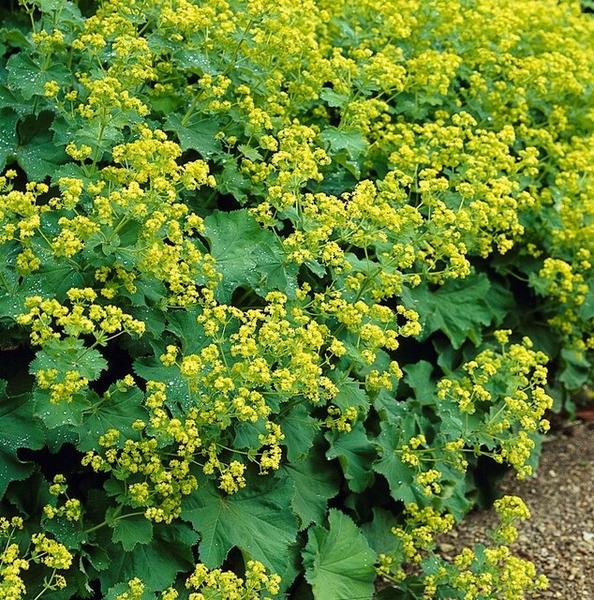 Frauenmantel - Alchemilla mollis - ↕10-25cm - Ø9cm 12 Stück