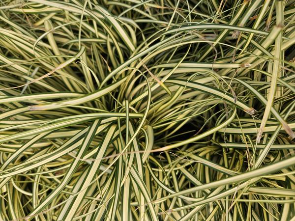 Japangoldsegge - Carex oshim. 'Evergold'  - ↕10-25cm - Ø9cm - 6x