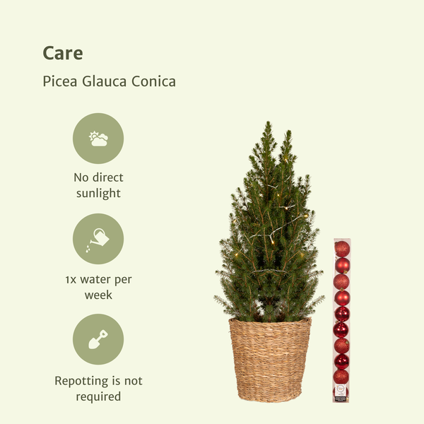 Zuckerhutfichte Kleiner Weihnachtsbaum - Picea Glauca Conica - Ø21cm - ↕80cm - Red - Ø21 - ↨80cm