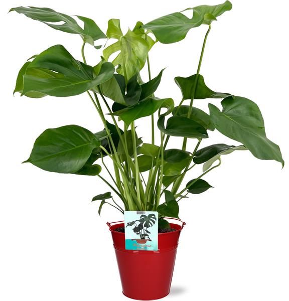 Schweizer Käsepflanze - Monstera Deliciosa - Ø19cm - 60cm + Emmer D20x18,5cm - Topf Rot