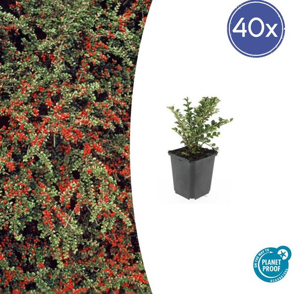 Fächerzwergmispel - Cotoneaster horizontalis - ↕10-25cm - Ø9cm  - 40x