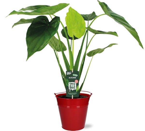 Zwergelefantenohr - Alocasia Cucullata - Ø19cm - ↕55cm + Emmer D20x18,5cm - Topf Rot