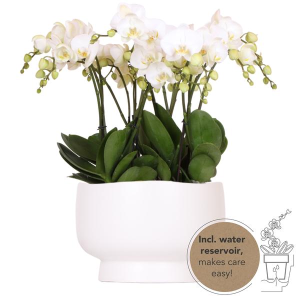 Orchideen Set - Scandic-Schale inkl. Wasserreservoir & drei weiße Orchideen Gent 12cm Mono Bouquet weiß mit autarkem Wasserreservoir