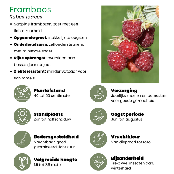 Beeren Mix -"Fruchtparadis" BIO Obstpflanzen - 4 verschiedene Sorten
