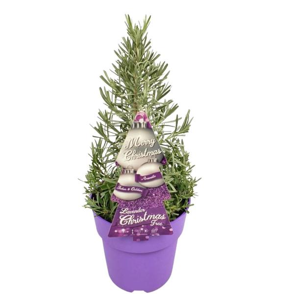 Echt duftender Lavendel-Weihnachtsbaum - Echte geurende Lavendel Kerstboom - 15 cm Ø - 40-50 cm ↨  - Lavendel