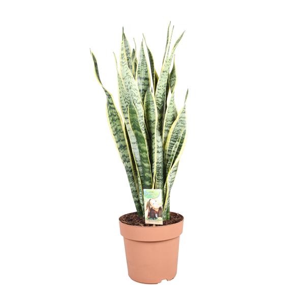 Schwiegermutterzunge - Sansevieria Trifasciata Laurentii - Ø24cm - ↕90cm