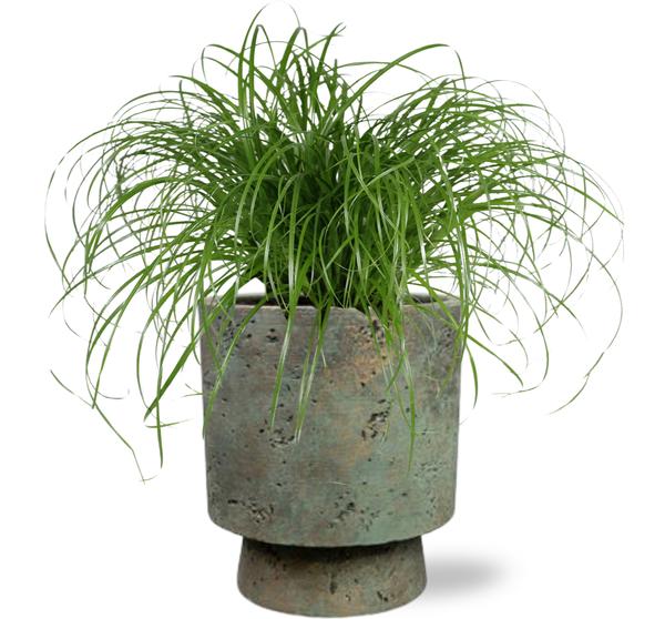 Katzengras - Cyperus Alternifolius - Ø12cm - ↕20cm + Pot Aily D14x18cm - Topf Grün