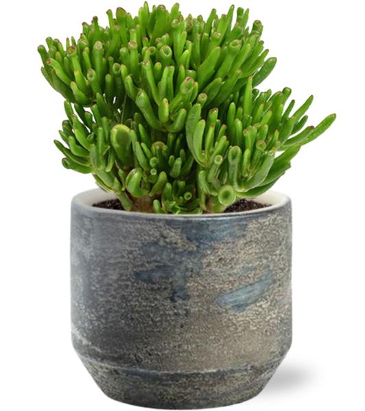 Gummibaum - Crassula Hobbit - Ø15cm - ↕21cm + Lars Pot D16x14cm - Topf Grau