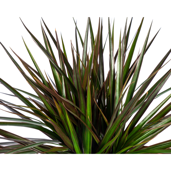 Drachenbaum - Dracaena Marginata Magenta Ø17cm - ↕60cm