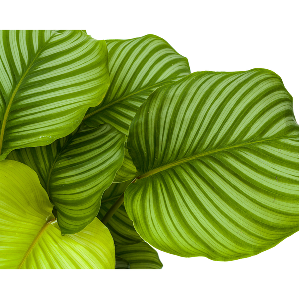 Gebetspflanze - Calathea Orbifolia Ø27cm - ↕80cm